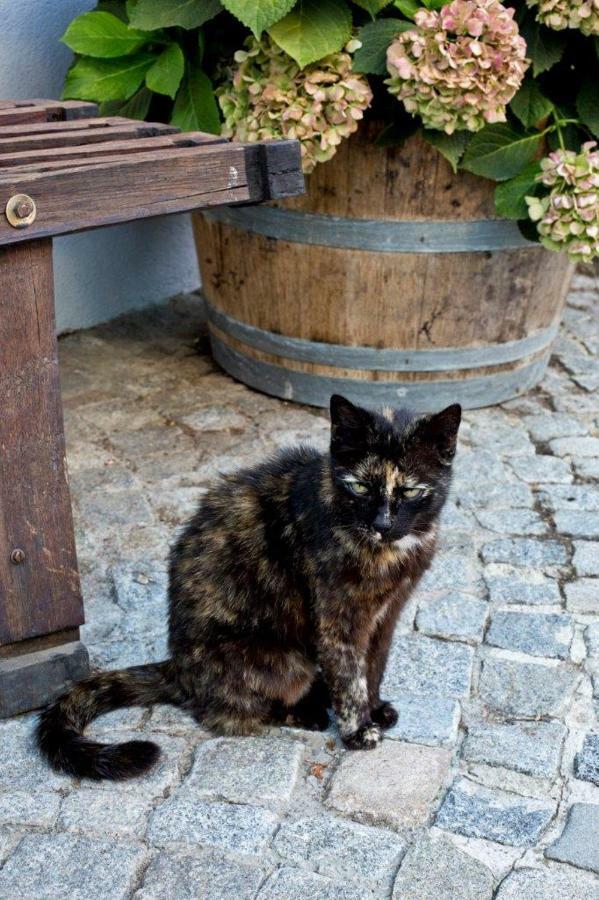 Weingut Breitenfelder Retz Kültér fotó